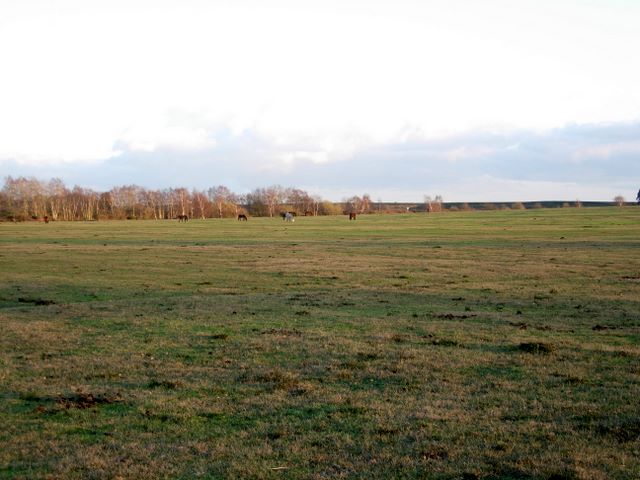Close grazed area