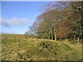 Woodland edge at Watch Knowe