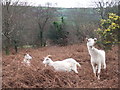 Browsing goats beside Ffordd Cilgwyn