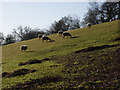 Pasture, Ibstone