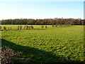 Hedge Remains Near Adamton Mains