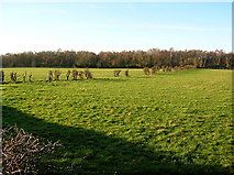 NS3729 : Hedge Remains Near Adamton Mains by Iain Thompson