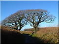 Trees near Marland Cross