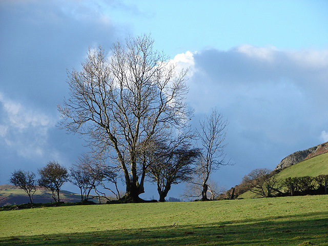 Beech Tree at Pen-y-Castell