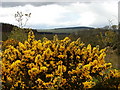 gorse