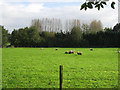 Sheep And Poplars