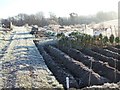 Frosty Allotments