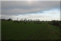 Looking towards Hold House from the track between Black Callerton and Ponteland