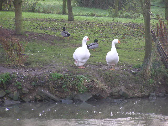 Geese at Bradfield's pond