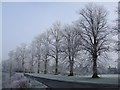 Hoar-frosted Trees, Mentmore