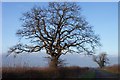 SP1603 : A winter oak by Jonathan Billinger