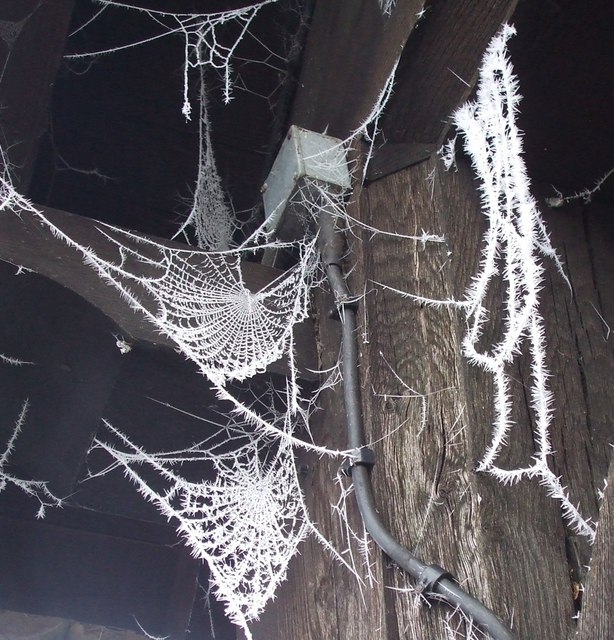 Hoar-frosted cobwebs, The lychgate, Wing