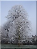 SP8822 : Hoar-frosted trees, All Saints churchyard, Wing by Rob Farrow