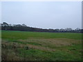 Ivory Hill Copse from Horton Road