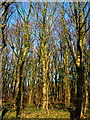 Wood Near Brieryside