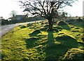 Tree on access land at Creason