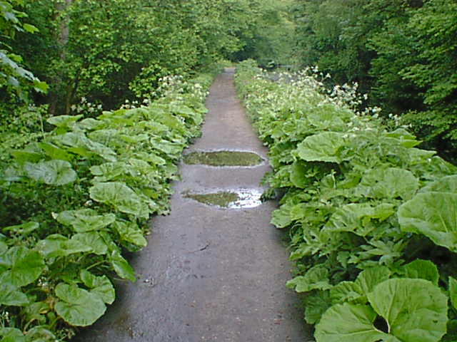Cromford Canal Footpath Greenery