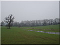 Boggy farmland on Ashton Farm