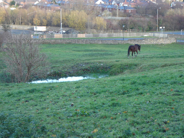 Horse field north of St Mary's church in Mold