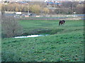 Horse field north of St Mary