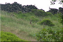 SD9631 : Roe deer above Hebden Water by Phil Champion
