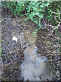 Stream running through The Dell, Pentre Bach, Nercwys