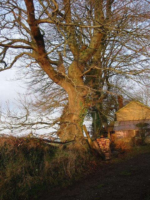 Winter sunshine on beech trees, Little Sheepsbyre.
