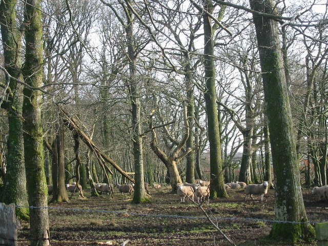 Sheep in woodland pasture, Edgiford Cross.
