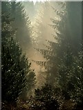 SE7696 : Sunshine on Forestry. by Steve Partridge