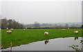 Reflective Sheep, Bosney Farm