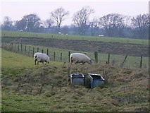 SU1379 : Sheep in field south of Wroughton, Swindon by Brian Robert Marshall