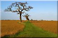 Footpath to Maylandsea