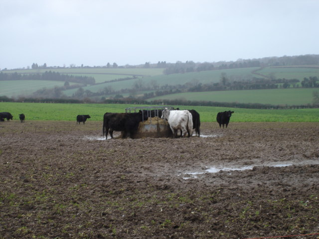 Cows feed on Bussey Stool Farm