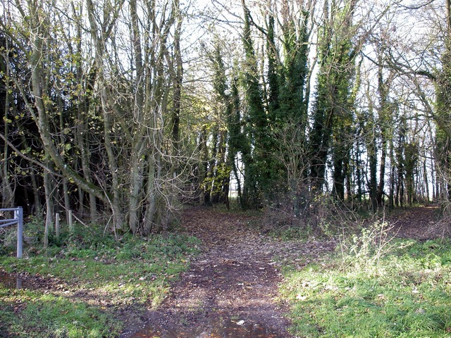 Track junction in small wood west of Crawley Down