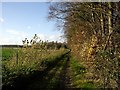 Track by Crawley Down wood