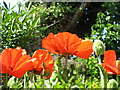 Poppies thriving in the hot summer of 