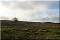 NY8889 : Rough pasture west of Corsenside road-end by Phil Thirkell