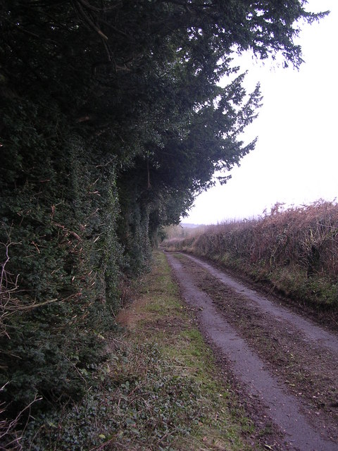 Ancient yew hedgerow on Coxbury and Wyegate Lane