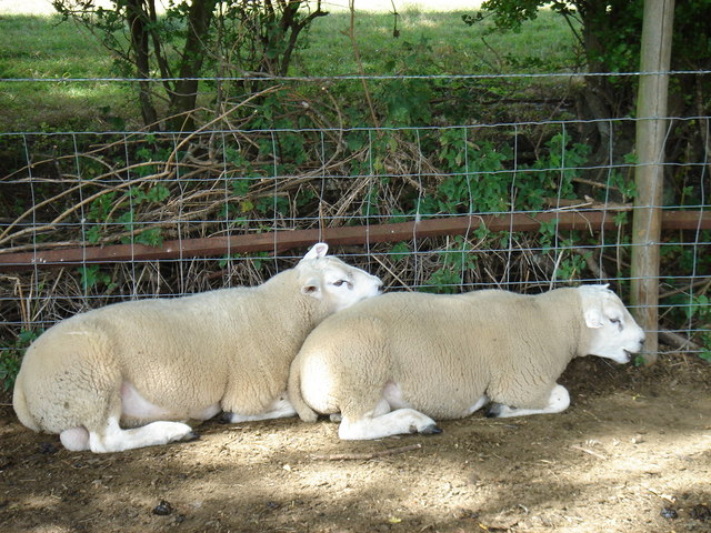 sheep may safely doze, footpath near Bablock Hythe