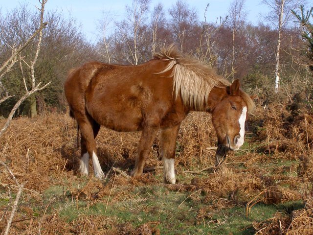 Scratching pony on Setley Plain, New Forest