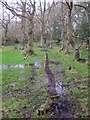 SZ3595 : Permissive path through waterlogged woodland, Pylewell Estate by Jim Champion