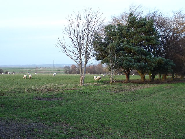 Sheep pasture near Nash's Farm
