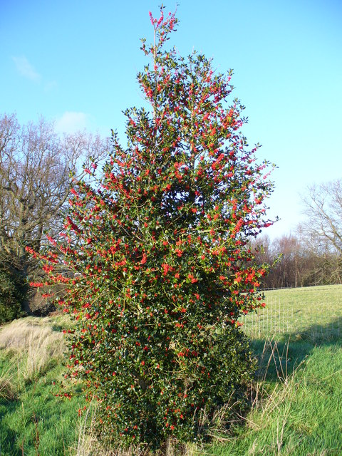 Holly Tree by Chase Wood © Colin Smith :: Geograph Britain and Ireland