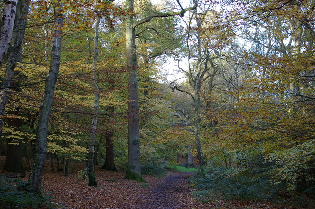 Track through Pinfields Wood