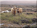 NG7585 : Highland Cattle on Maol an Uillt Ghrisinn by Roger McLachlan