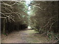 The main forest drive - looking back to the entrance gate