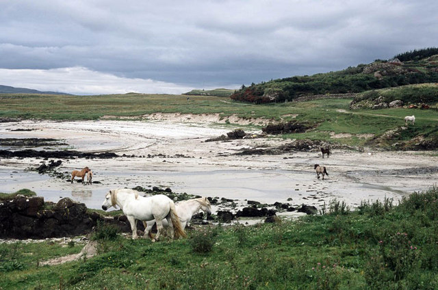 Horses on Gallanach sands