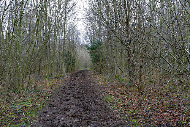 Footpath through Northfield Plantation, Abbotstone Down
