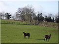 Horses on Blagdon Farm