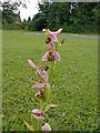 SK3658 : Bee Orchid on Brackenfield Green by Alan Heardman